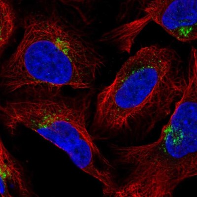 Immunocytochemistry/Immunofluorescence: AP1AR Antibody [NBP2-58664] - Staining of human cell line U-2 OS shows localization to the Golgi apparatus.