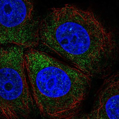Immunocytochemistry/Immunofluorescence: PPP2R2C Antibody [NBP2-56473] - Staining of human cell line MCF7 shows localization to cytosol.