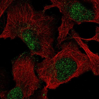 Immunocytochemistry/Immunofluorescence: VGLL1 Antibody [NBP2-56505] - Staining of human cell line U-2 OS shows localization to nucleus.