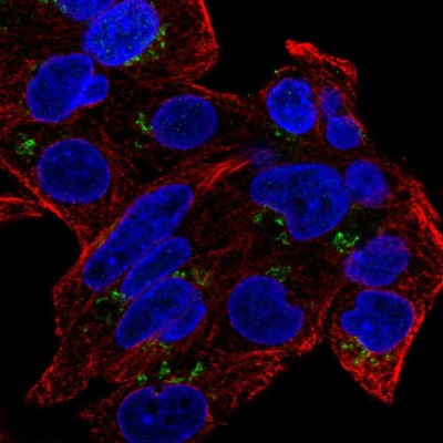 Immunocytochemistry/Immunofluorescence: GDPD5 Antibody [NBP2-56359] - Staining of human cell line Hep G2 shows localization to the Golgi apparatus.