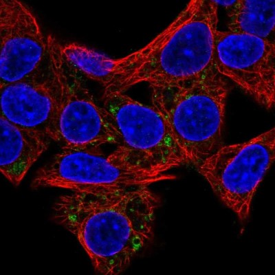 Immunocytochemistry/Immunofluorescence: HSD3B7 Antibody [NBP2-56368] - Staining of human cell line Hep G2 shows localization to lipid droplets.