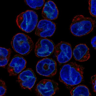 Immunocytochemistry/Immunofluorescence: Slap Antibody [NBP2-56463] - Staining of human cell line NB-4 shows localization to nuclear membrane.