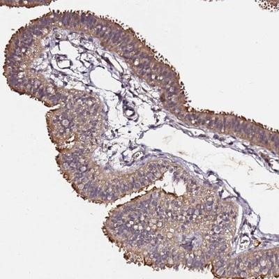 Immunohistochemistry-Paraffin: C6orf136 Antibody [NBP2-14419] - Staining of human fallopian tube shows strong membranous positivity in glandular cells.