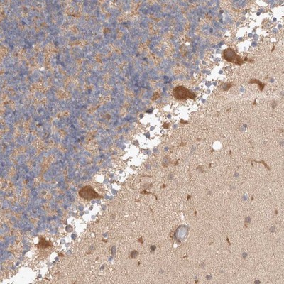 Immunohistochemistry-Paraffin: C17orf53 Antibody [NBP1-93495] - Staining of human cerebellum shows strong cytoplasmic positivity in Purkinje cells.