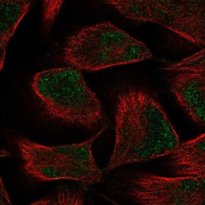 Immunocytochemistry/Immunofluorescence: PKNOX2 Antibody [NBP2-56791] - Staining of human cell line RH-30 shows localization to nucleoplasm.