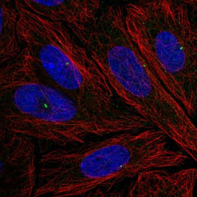 Immunocytochemistry/Immunofluorescence: NLRC5 Antibody [NBP2-56201] - Staining of human cell line SiHa shows localization to centrosome.