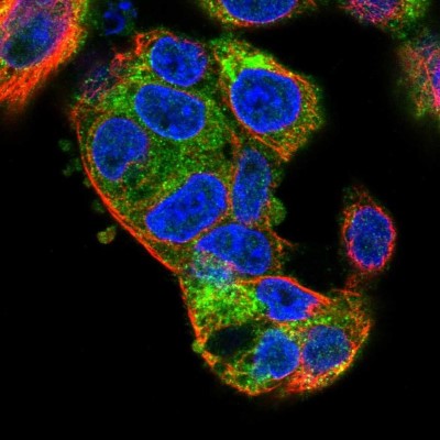 Immunocytochemistry/Immunofluorescence: KIAA2013 Antibody [NBP2-55892] - Staining of human cell line Hep G2 shows localization to cytosol & the Golgi apparatus.