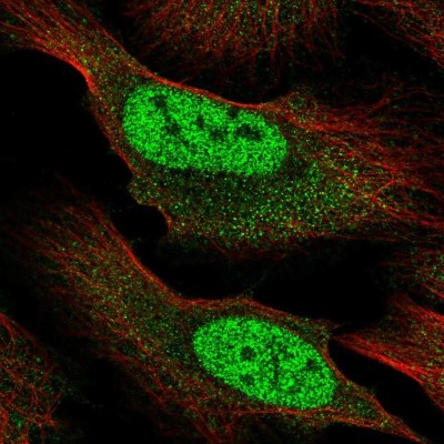 Immunocytochemistry/Immunofluorescence: RBM12B Antibody [NBP2-55667] - Staining of human cell line U-2 OS shows localization to nucleoplasm.