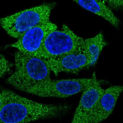 Immunocytochemistry/Immunofluorescence: PAP39 Antibody [NBP2-55938] - Staining of human cell line Hep G2 shows localization to cytosol.