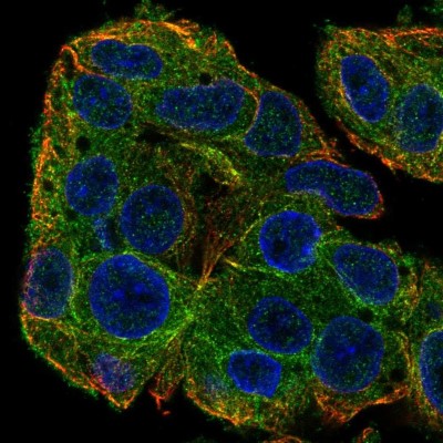 Immunocytochemistry/Immunofluorescence: SLC38A3 Antibody [NBP2-58073] - Staining of human cell line Hep G2 shows localization to cytosol.