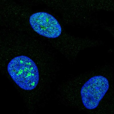 Immunocytochemistry/Immunofluorescence: MCM10 Antibody [NBP2-57966] - Staining of human cell line U-2 OS shows localization to nucleus & nucleoli.
