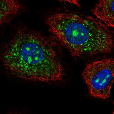 Immunocytochemistry/Immunofluorescence: CEACAM-19 Antibody [NBP2-55537] - Staining of human cell line A549 shows localization to nucleus, nucleoli & mitochondria.