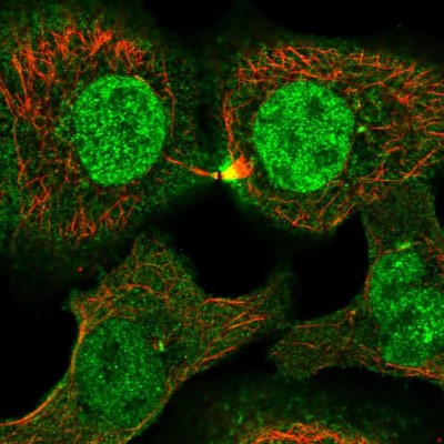 Immunocytochemistry/Immunofluorescence: PLEKHG3 Antibody [NBP2-55791] - Staining of human cell line HaCaT shows localization to nucleoplasm, plasma membrane, centrosome & cytokinetic bridge.