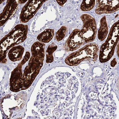 Immunohistochemistry-Paraffin: C4orf46 Antibody [NBP2-14414] Staining of human kidney shows strong cytoplasmic positivity in renal tubules.