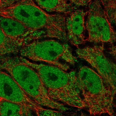 Immunocytochemistry/Immunofluorescence: AKR1CL2 Antibody [NBP2-55163] - Staining of human cell line CACO-2 shows localization to nucleoplasm & the Golgi apparatus.
