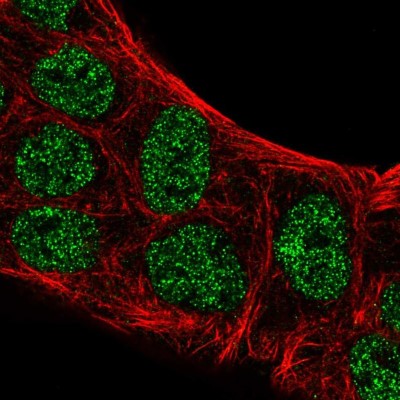 Immunocytochemistry/Immunofluorescence: ATOH8 Antibody [NBP2-55037] - Staining of human cell line RT4 shows localization to nucleoplasm.