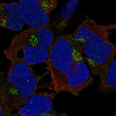 Immunocytochemistry/Immunofluorescence: FAM26E Antibody [NBP2-55122] - Staining of human cell line AF22 shows localization to the Golgi apparatus.