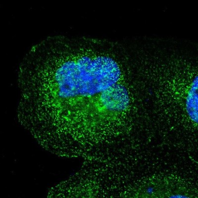 Immunocytochemistry/Immunofluorescence: SPPL3 Antibody [NBP2-55109] - Staining of human cell line A-431 shows localization to plasma membrane & vesicles.