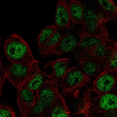 Immunocytochemistry/Immunofluorescence: Akirin2 Antibody [NBP2-57523] - Staining of human cell line Hep G2 shows localization to nucleoplasm.