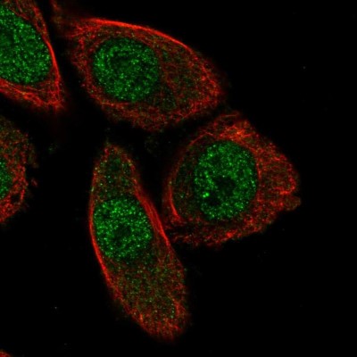 Immunocytochemistry/Immunofluorescence: PHACTR3 Antibody [NBP2-55045] - Staining of human cell line PC-3 shows localization to nucleoplasm.