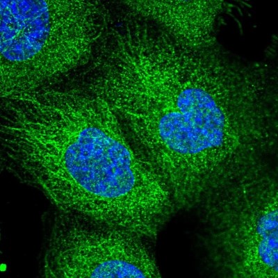 Immunocytochemistry/Immunofluorescence: SEC3 Antibody [NBP2-55234] - Staining of human cell line A-431 shows localization to plasma membrane & microtubules.
