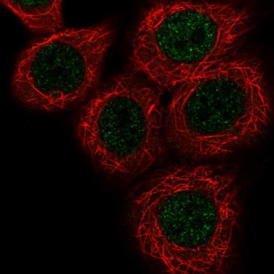 Immunocytochemistry/Immunofluorescence: DP1 Antibody [NBP2-55135] - Staining of human cell line MCF7 shows localization to nucleoplasm.