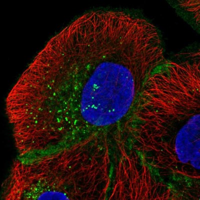 Immunocytochemistry/Immunofluorescence: MPZL1 Antibody [NBP2-57487] - Staining of human cell line HaCaT shows localization to plasma membrane, cell junctions & vesicles.