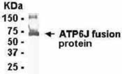 Western Blot: E coli-derived fusion protein as test antigen. Affinity-purified IgY dilution: 1:2000, Goat anti-IgY-HRP dilution: 1:1000. Colorimetric method for signal development. ( anti-ATP6V1G1 )