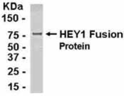 Western Blot: E coli-derived fusion protein as test antigen. Affinity-purified IgY dilution: 1:2000, Goat anti-IgY-HRP dilution: 1:1000. Colorimetric method for signal development. ( anti-HEY1 )