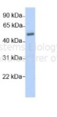 Western Blot: C16orf73 Antibody [NBP1-70440] - Antibody  Titration: 1 ug/ml Positive control: Human Lung.