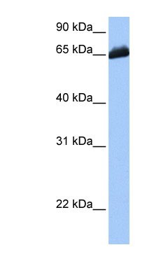 Western Blot: C19orf21 Antibody [NBP1-56743] - HepG2 cell lysate, concentration 0.2-1 ug/ml.