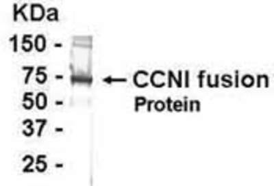 Western Blot: E coli-derived fusion protein as test antigen. Affinity-purified IgY dilution: 1:2000, Goat anti-IgY-HRP dilution: 1:1000. Colorimetric method for signal development. ( anti-CCNI )