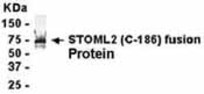 Western Blot: E coli-derived fusion protein as test antigen. Affinity-purified IgY dilution: 1:2000, Goat anti-IgY-HRP dilution: 1:1000. Colorimetric method for signal development. ( anti-SLP-2 )