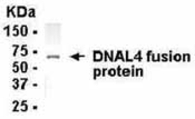 Western Blot: E coli-derived fusion protein as test antigen. Affi-pure IgY dilution: 1:2000, Goat anti-IgY-HRP dilution: 1:1000. Colorimetric method for signal development. ( anti-DNAL4 )