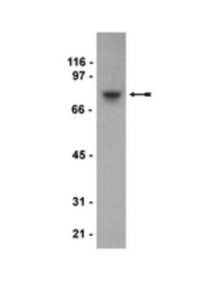 Western Blot: Secretagogin Antibody (179.1.E1) [NBP2-29704] - NG108-15 cell lysate was probed with anti-SETA, clone 179.1.E1 (1ug/ml).
