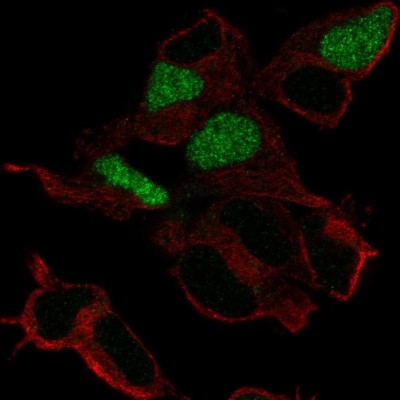 Immunocytochemistry/Immunofluorescence: POU3F3 Antibody [NBP2-58788] - Staining of human cell line SH-SY5Y shows localization to nucleus.