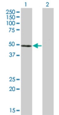 Western Blot: Nuclear Factor Erythroid Derived 2 Antibody (2C6) [H00004778-M01] - Analysis of NFE2 expression in transfected 293T cell line by NFE2 monoclonal antibody (M01), clone 2C6.Lane 1: NFE2 transfected lysate(41.5 KDa).Lane 2: Non-transfected lysate.