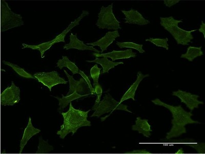 Immunocytochemistry/Immunofluorescence: GUCY2D Antibody (X1) [H00003000-M09] - Analysis of monoclonal antibody to GUCY2D on HeLa cell. Antibody concentration 10 ug/ml