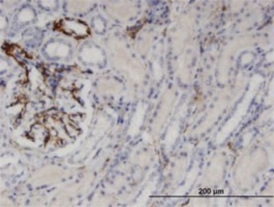 Immunohistochemistry-Paraffin: Uridine Phosphorylase 1/UPP1 Antibody (2F5) [H00007378-M01] - Analysis of monoclonal antibody to UPP1 on formalin-fixed paraffin-embedded human kidney. Antibody concentration 3 ug/ml.