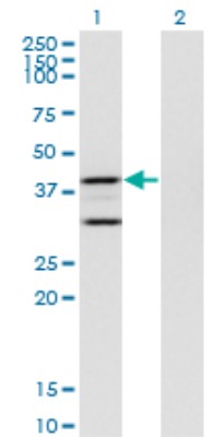Western Blot: Prostaglandin E Synthase 2/PTGES2 Antibody (5B7) [H00080142-M01] - Analysis of PTGES2 expression in transfected 293T cell line by PTGES2 monoclonal antibody (M01), clone 5B7.Lane 1: PTGES2 transfected lysate (Predicted MW: 41.9 KDa).Lane 2: Non-transfected lysate.