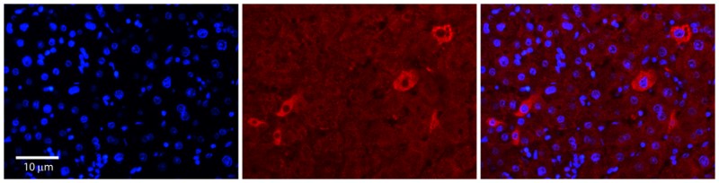 Immunocytochemistry/Immunofluorescence: TUSC4 Antibody [NBP1-79375] - Formalin Fixed Paraffin Embedded Tissue: Human Adult Liver  Observed Staining: Cytoplasm in hepatocytes, moderate signal, very low tissue distribution
