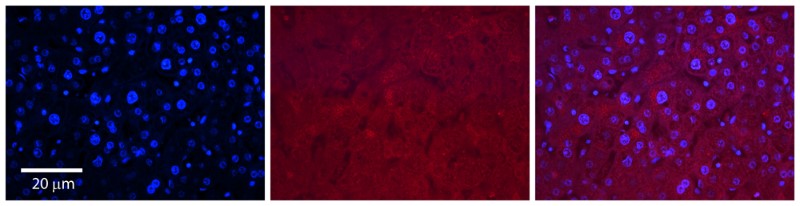 Immunocytochemistry/Immunofluorescence: SLC37A4 Antibody [NBP1-59400] - Formalin Fixed Paraffin; Embedded Tissue: Human Adult Liver; Observed Staining: Cytoplasm in hepatocytes, weak signal, low tissue distribution; Primary Antibody Concentration: 1:100