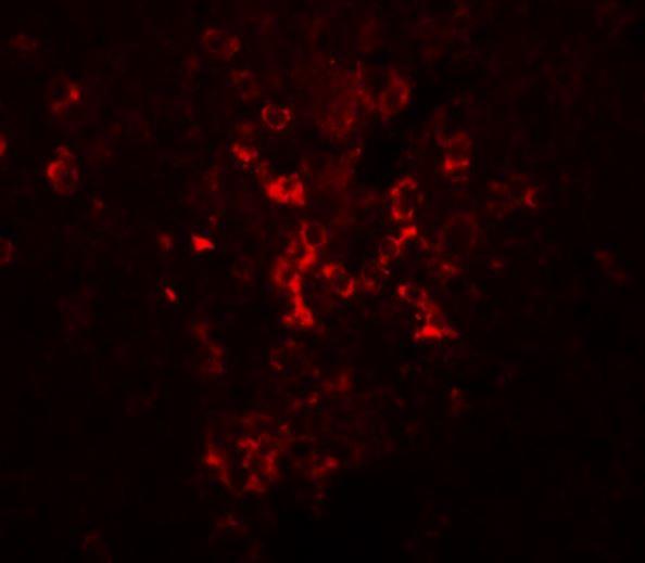 Immunocytochemistry/Immunofluorescence: LZTR2 Antibody [NBP1-77122] - Mouse kidney tissue