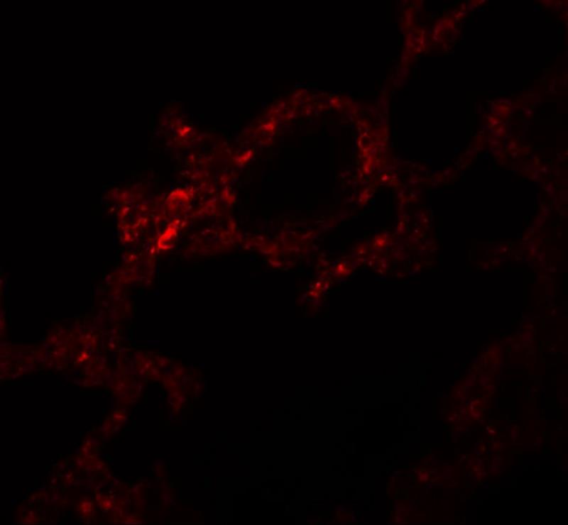 Immunocytochemistry/Immunofluorescence: MVK Antibody [NBP1-77099] - Immunofluorescence of MVK in rat lung tissue with MVK antibody at 5 ug/mL.