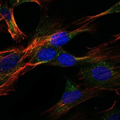 Immunocytochemistry/Immunofluorescence: GKAP/DLGAP1 Antibody (3G4) [NBP2-37582] - Immunofluorescence analysis of NIH/3T3 cells using GKAP mouse mAb (green). Blue: DRAQ5 fluorescent DNA dye. Red: Actin filaments have been labeled with Alexa Fluor-555 phalloidin.