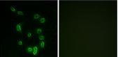 Immunocytochemistry/Immunofluorescence: POLE Antibody [NBP1-68470] - Analysis of HepG2 cells.