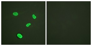 Immunocytochemistry/Immunofluorescence: Histone H4 Antibody [NBP1-70904] - Analysis of HeLa cells, using Histone H4  Antibody. The picture on the right is treated with the synthesized peptide.