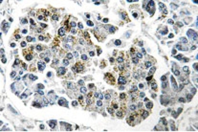 Immunohistochemistry: SSBP1 Antibody [NBP1-01021] - Immunohistochemistry (IHC) analyzes of SSBP1 (Q100) antibody in paraffin-embedded human pancreas tissue .