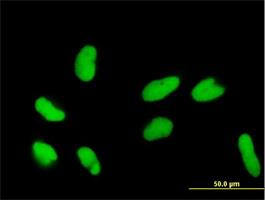 Immunocytochemistry/Immunofluorescence: DR1 Antibody [H00001810-B01] - Immunofluorescence of purified MaxPab antibody to DR1 on HeLa cell. [antibody concentration 10 ug/ml]