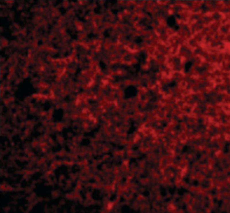 Immunocytochemistry/Immunofluorescence: Neurotrypsin Antibody [NBP1-03232] - Human Brain cells.